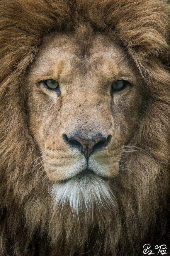 Pour rejoindre l'action, cliquez sur l'image du Lion ;-)