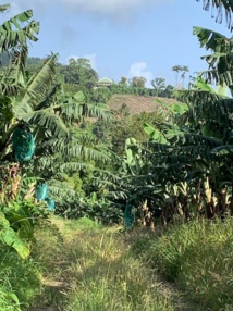 Chlordecone : le temps de la justice et de la vérité est venu Chlordecone : le temps de la justice et de la vérité est venu