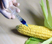 Le Conseil constitutionnel valide la loi relative à l'interdiction de la mise en culture des variétés de maïs génétiquement modifié