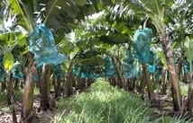 #Chlordecone : Une reconnaissance pleine et entière des fautes de l’État mais une indemnisation des victimes en demi-teinte ? #Chlordecone : Une reconnaissance pleine et entière des fautes de l’État mais une indemnisation des victimes en demi-teinte ?