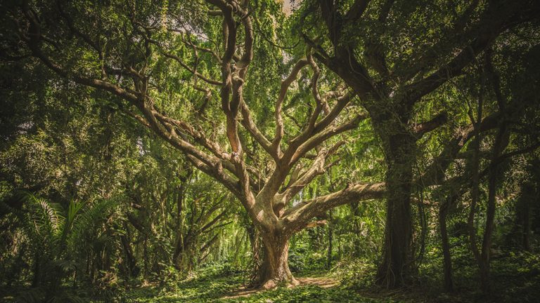 #LEVOTHYROX : C'est la rentrée - huissier, appel et bioéquivalence... (newsletter de septembre 2019)