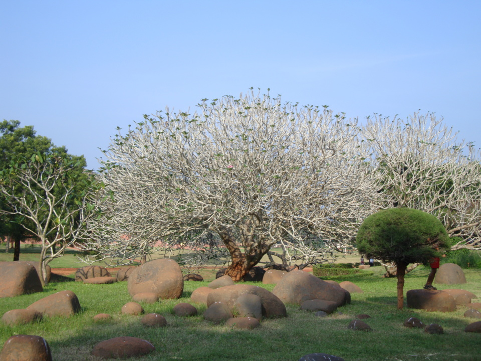 arbre de vie, arbre d'espérance