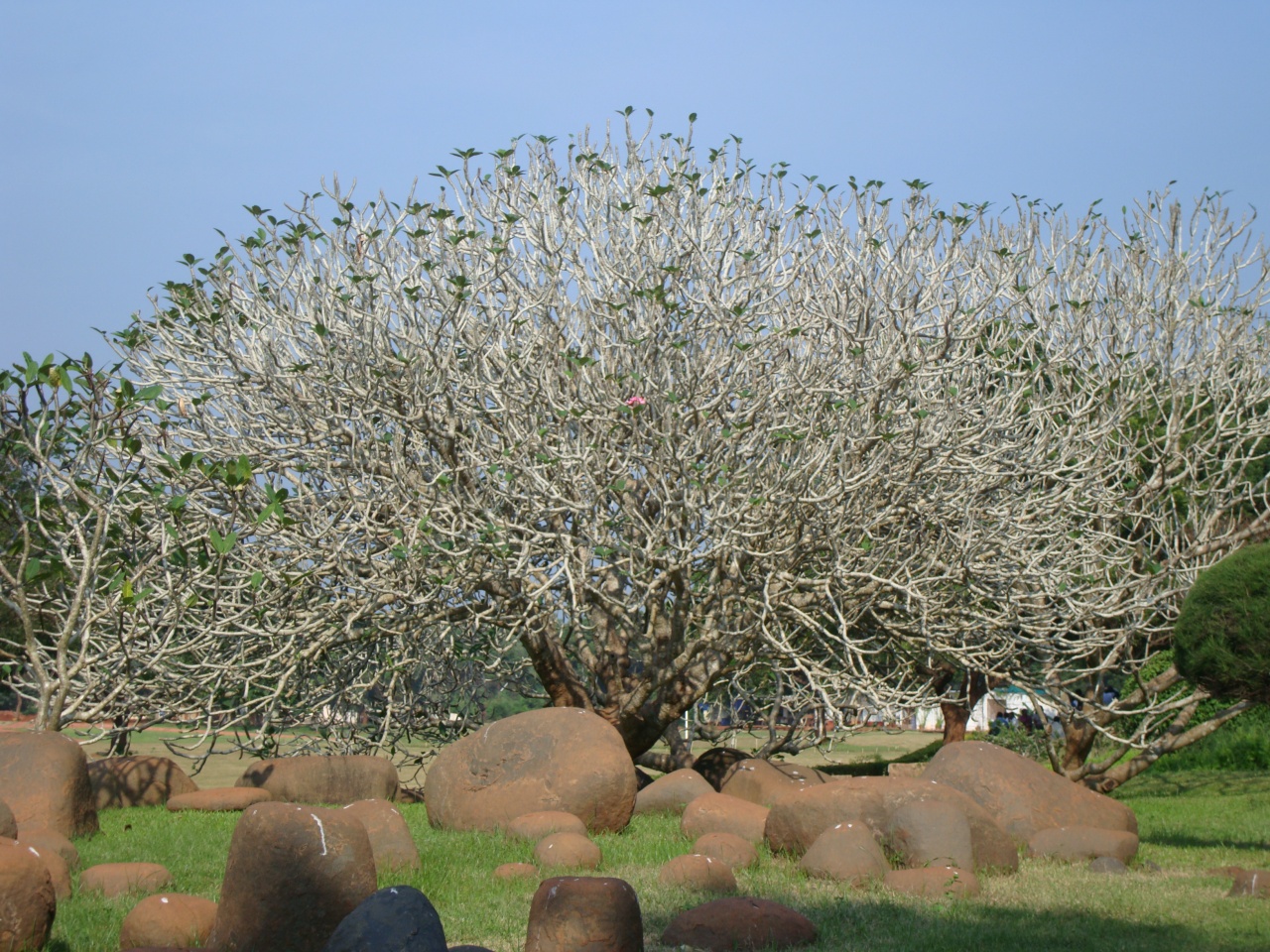 arbre pondy arbre pondy
