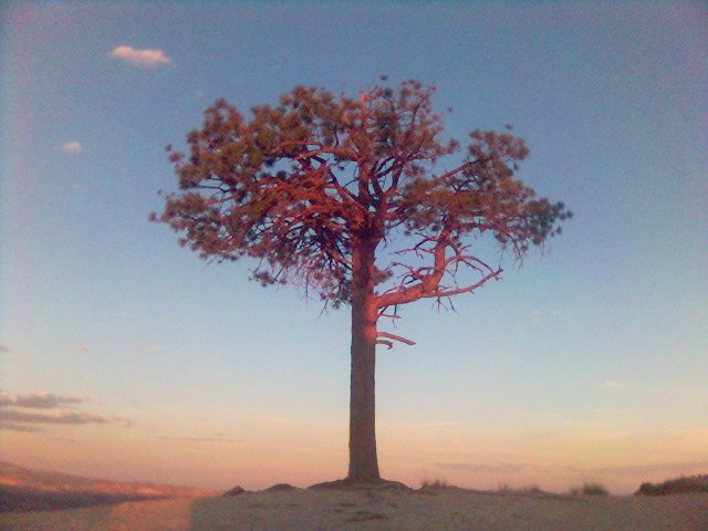 arbre seul) arbre seul)