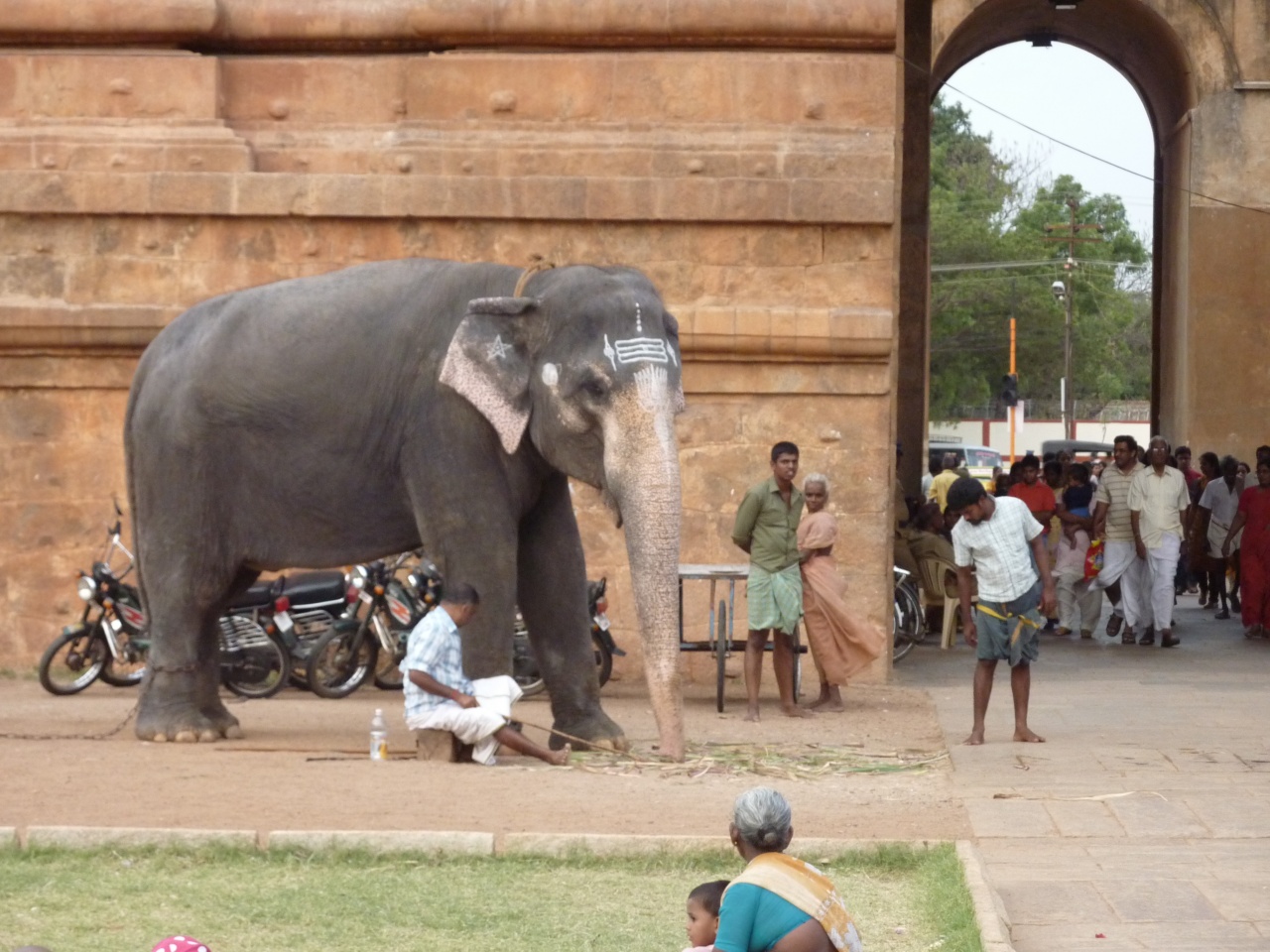 elephantentreetemple elephantentreetemple
