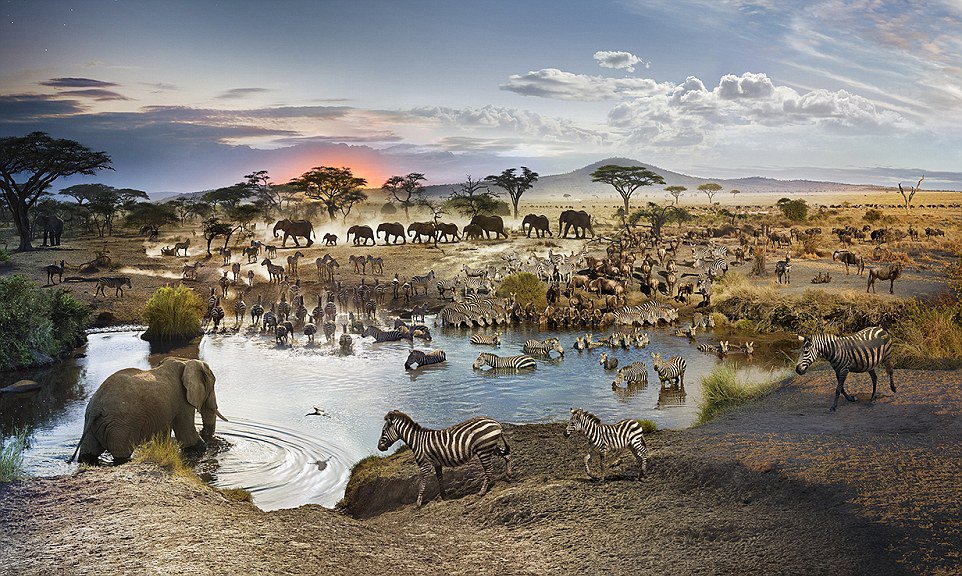 26-heures-pour-une-photo-animaux-serengeti-stephen-wilkes-1 26-heures-pour-une-photo-animaux-serengeti-stephen-wilkes-1