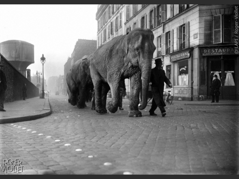 elephant paris elephant paris
